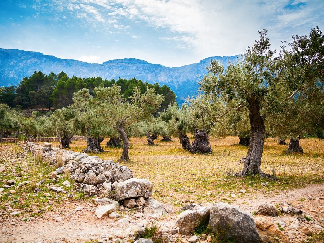 Mallorca3