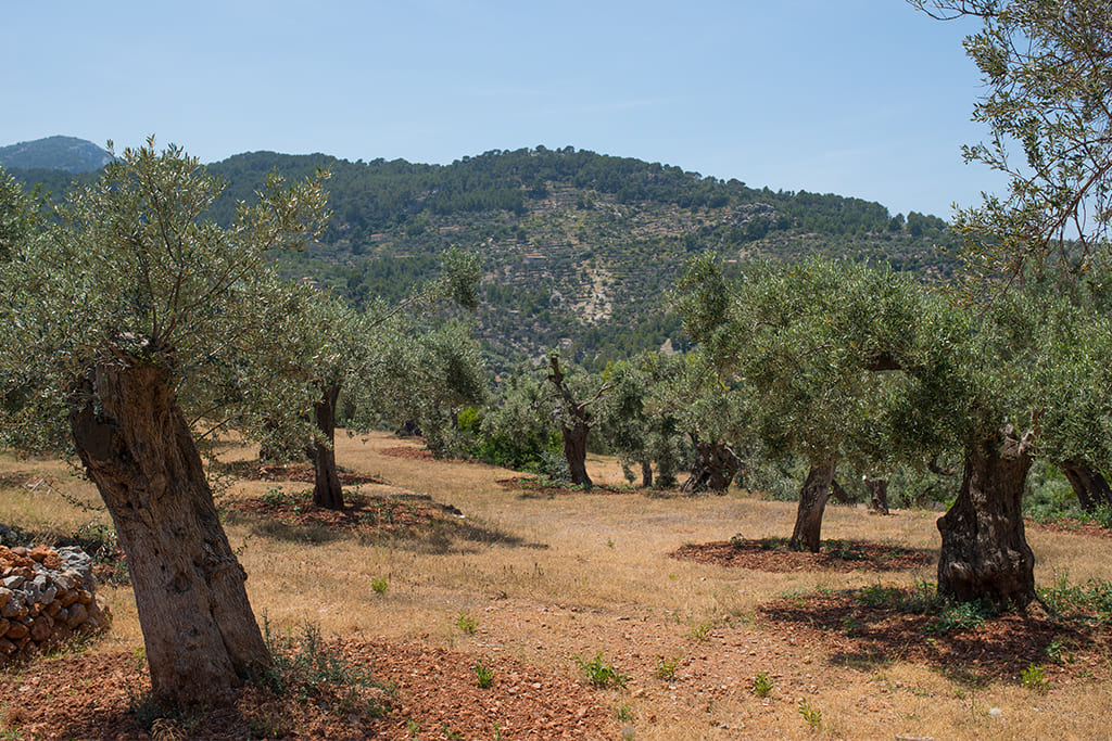 petitdeia-mallorca-cami-des-clot7